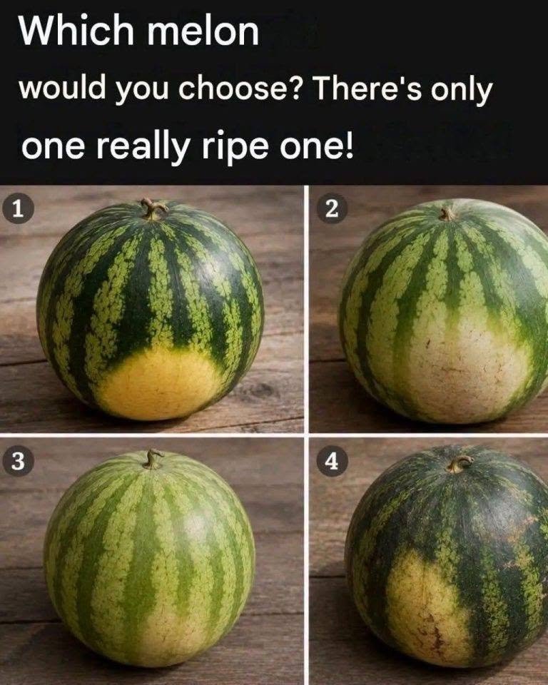 813421041_122110332729461828_3056706054832894696_n
