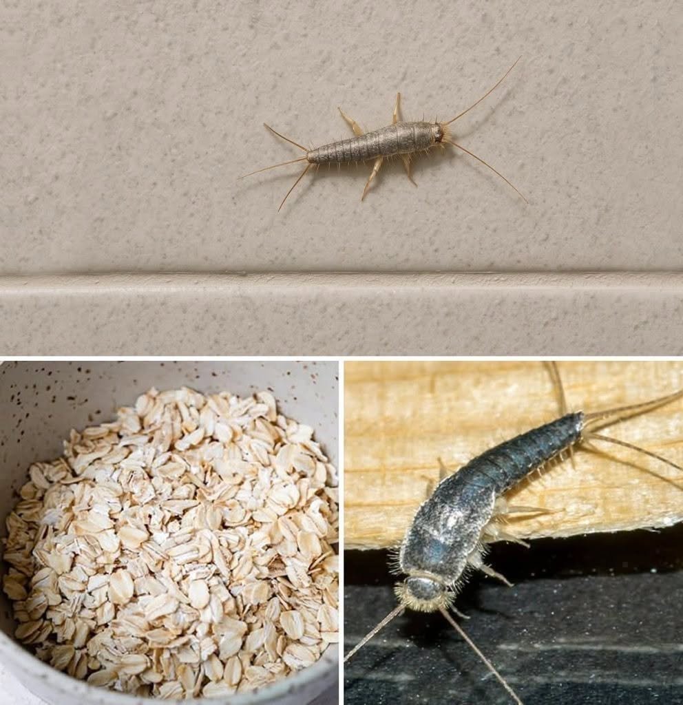 Warning! If You Find Silverfish in Your Home, It Could Be a Sign of Excess Moisture 817532138_122106038145475442_1818191268031484884_n