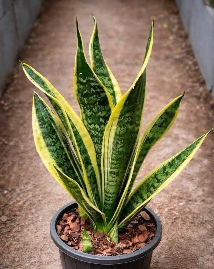 If You Have This Plant in Your House, Here’s What You Should Know About It image
