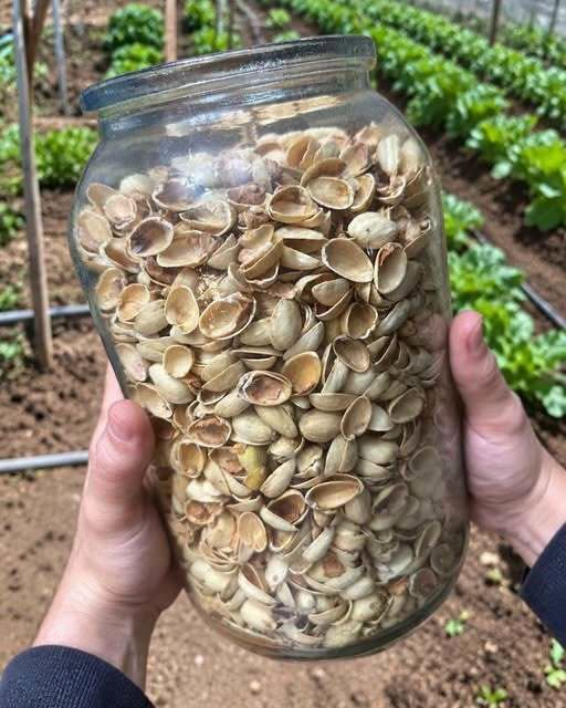Most People Throw Away Pistachio Shells Without Realizing Their Value: 10 Clever Ways to Reuse Them at Home and in the Garden image