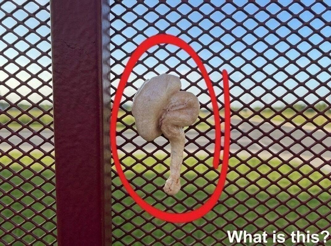 I Found This Strange Object Stuck to My Fence — What Could It Be? image
